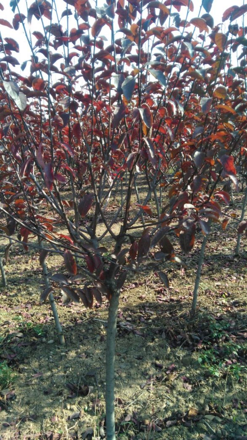 紫叶矮樱2~4cm100~150cm