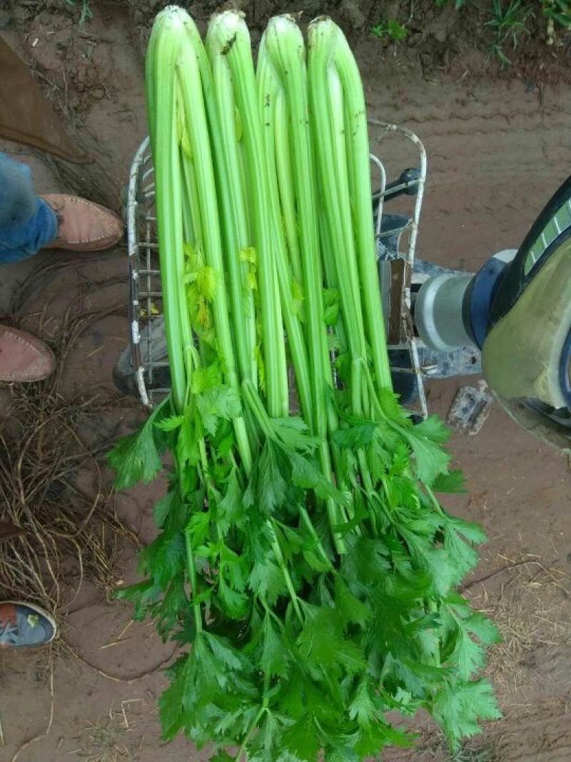 【热销中】精品芹菜产地直发口感爽脆质优价廉欢迎来电洽谈！