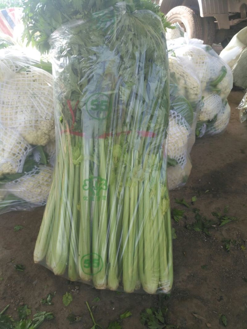 【热销中】精品芹菜产地直发口感爽脆质优价廉欢迎来电洽谈！