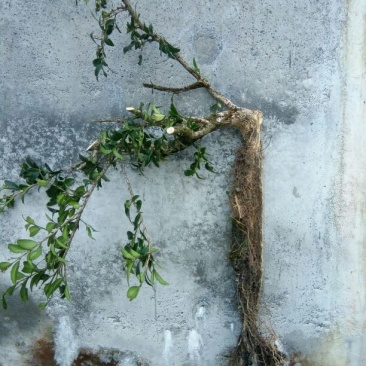 造型树