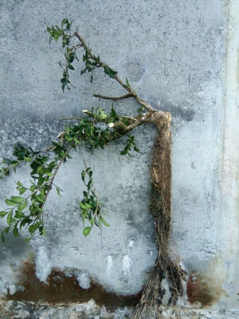 造型树
