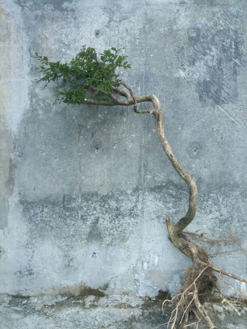 造型树