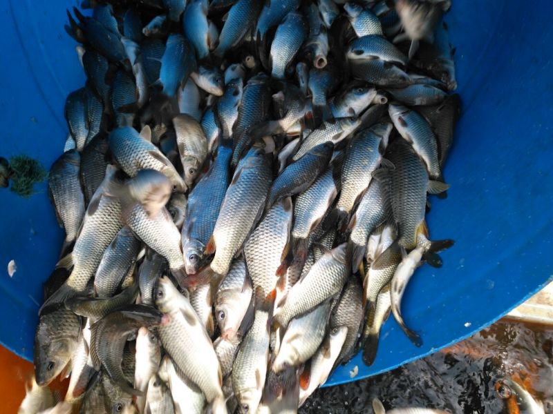河鲤鱼食用0.5~1公斤