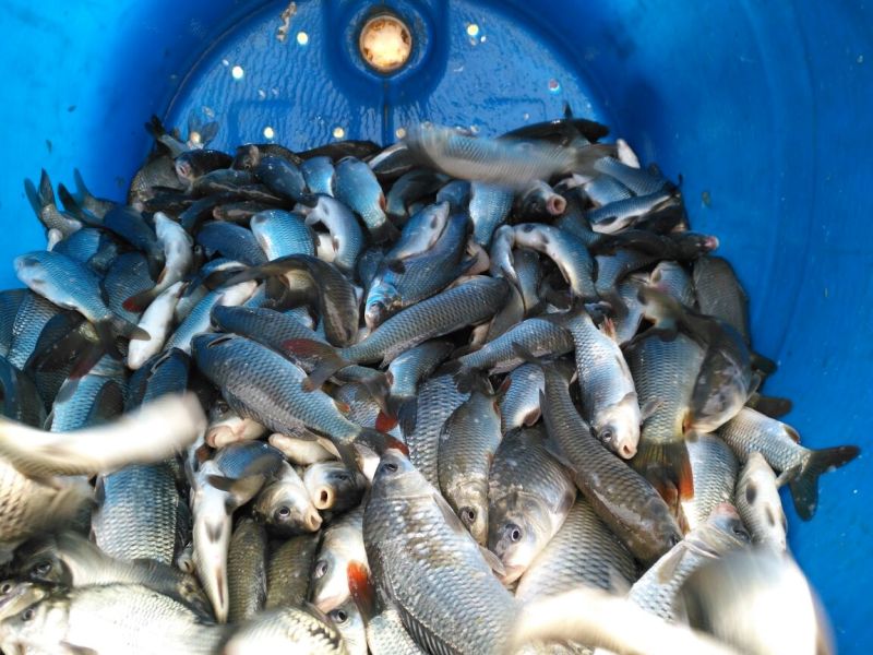 河鲤鱼食用0.5~1公斤