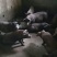 猪场直发仔猪、内外三元，防疫齐全，活泼健康