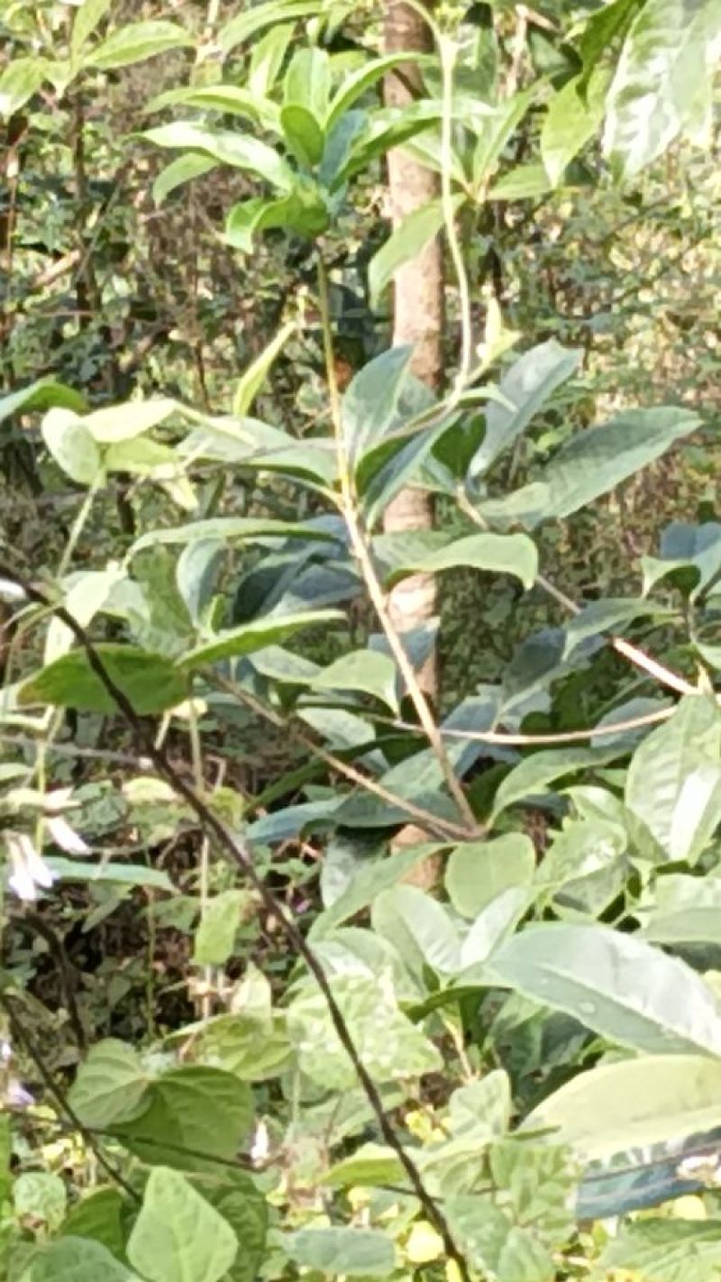 桂花苗80~120cm