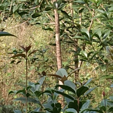 桂花苗80~120cm