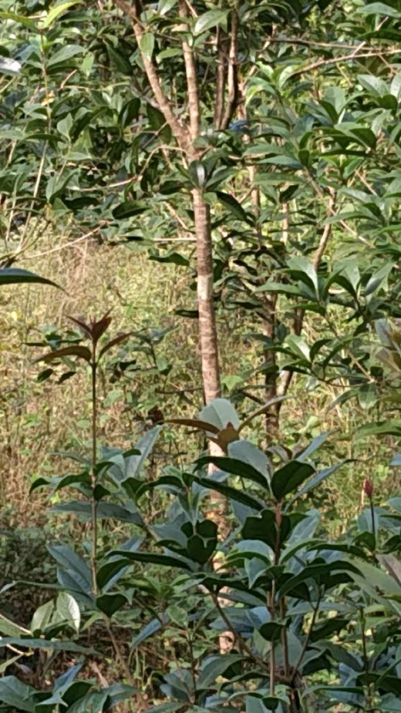 桂花苗80~120cm