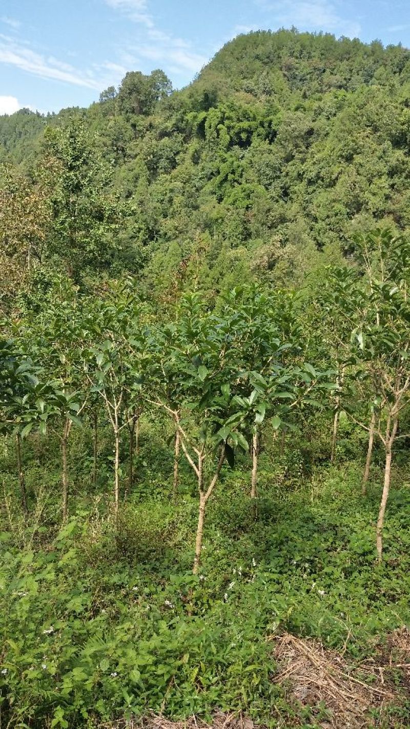 桂花苗80~120cm