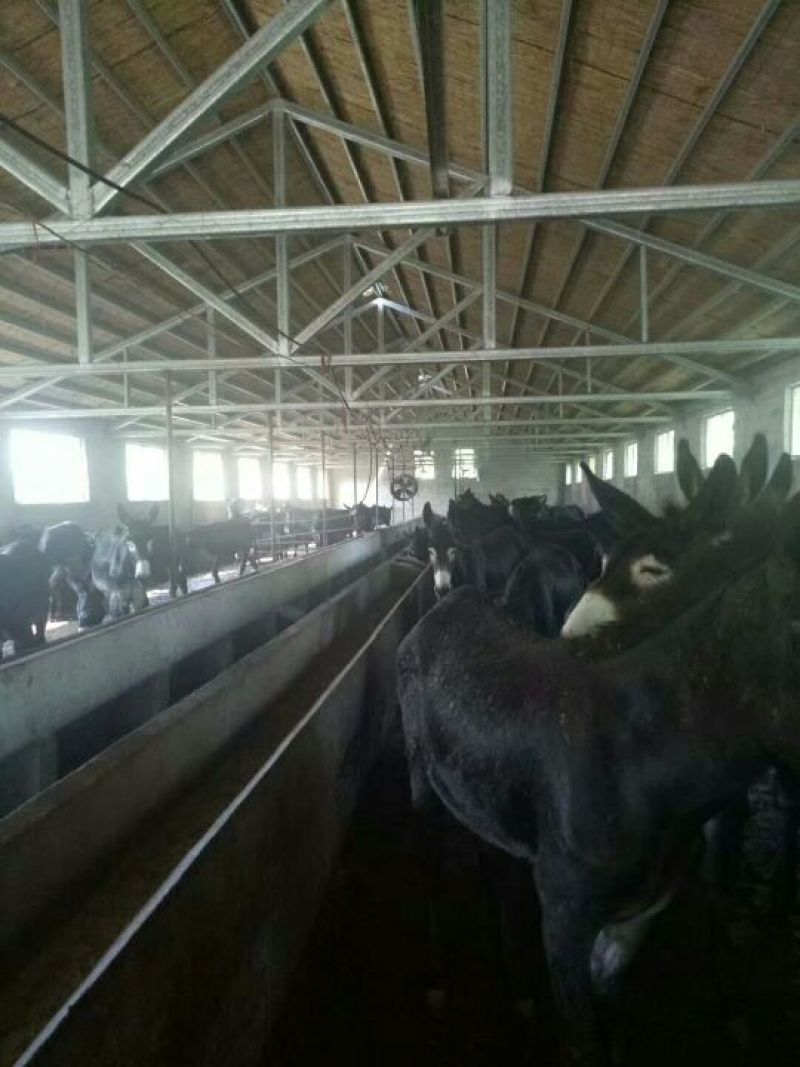 驴肉鲜货