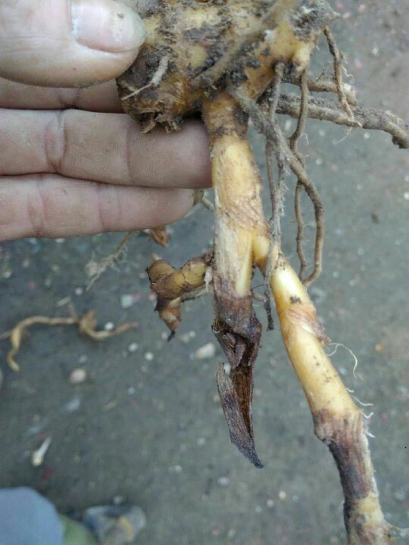 洋荷姜种苗预售中
