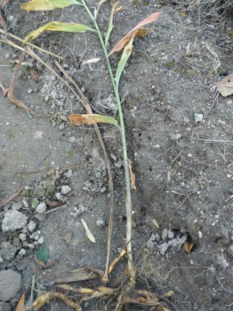 洋荷姜种苗预售中