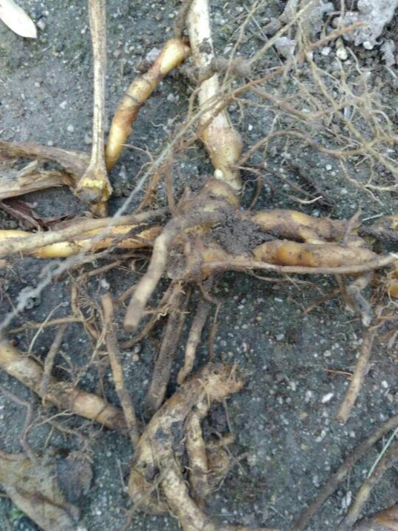 洋荷姜种苗预售中