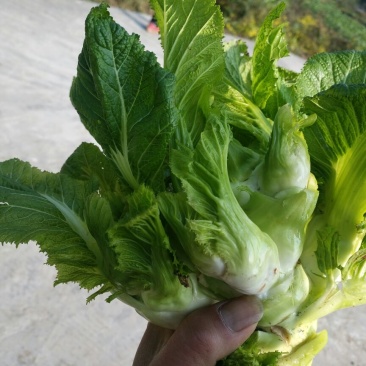 儿菜5两以上