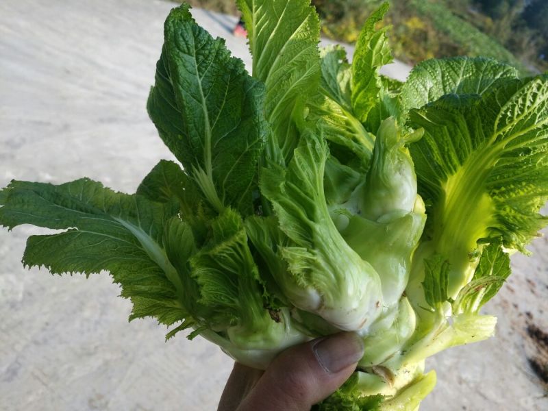 儿菜5两以上