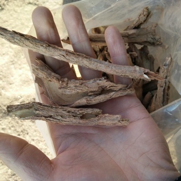 甘肃纯野生地骨皮，质量有保证杂志少