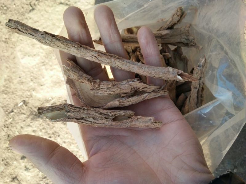 甘肃纯野生地骨皮，质量有保证杂志少