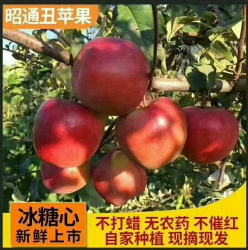 红富士苹果70mm以上光果