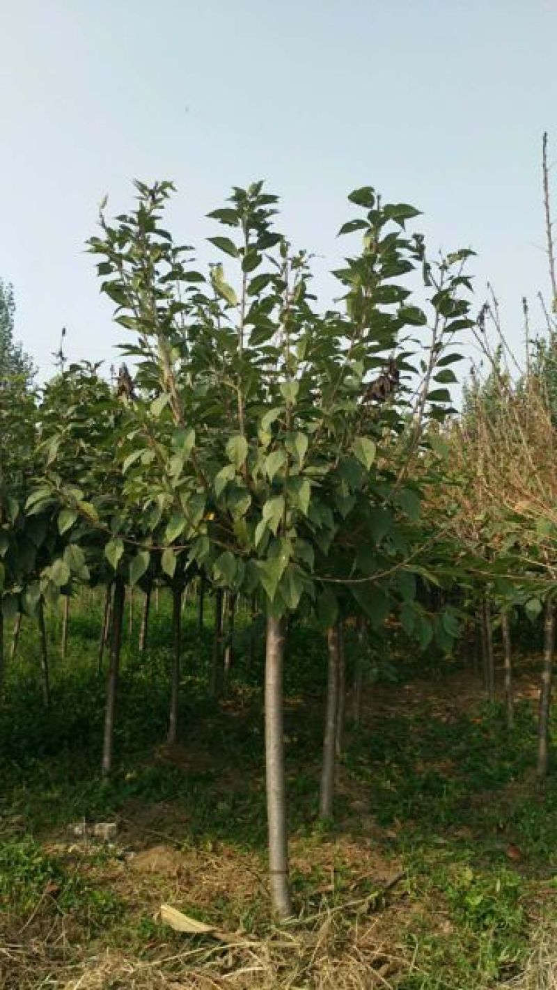 樱花树