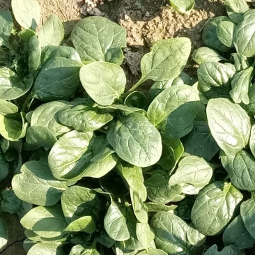 黑叶菠菜10~15厘米
