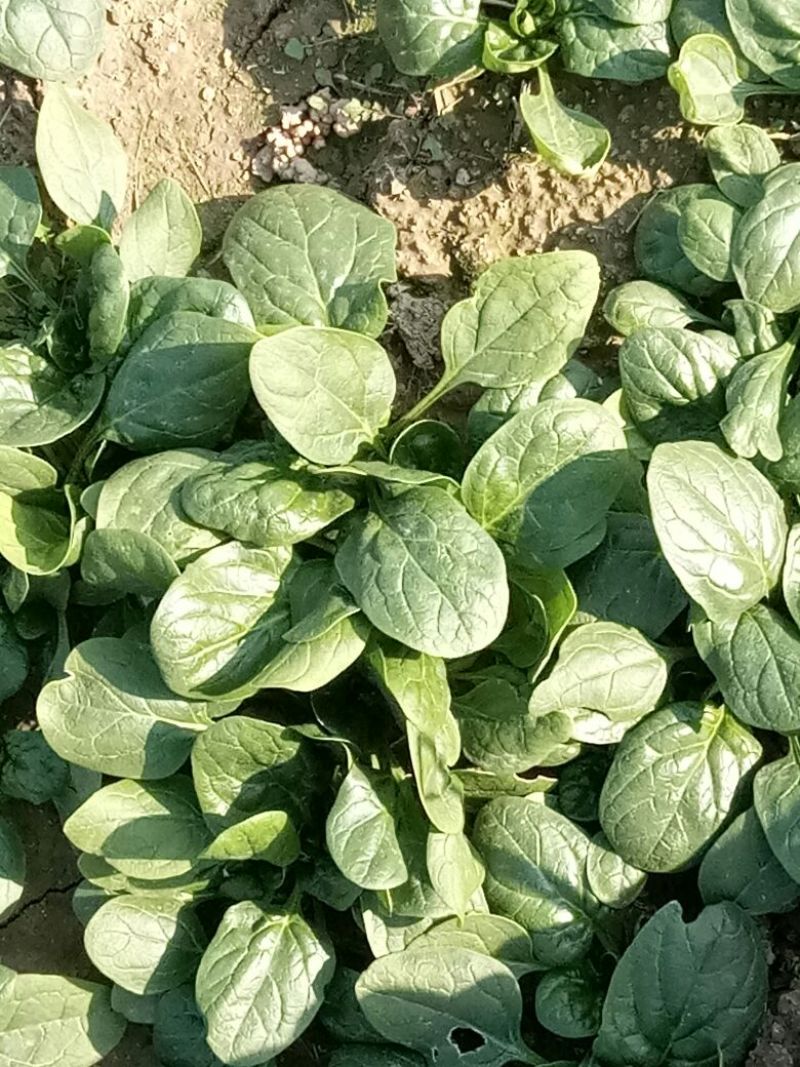黑叶菠菜10~15厘米