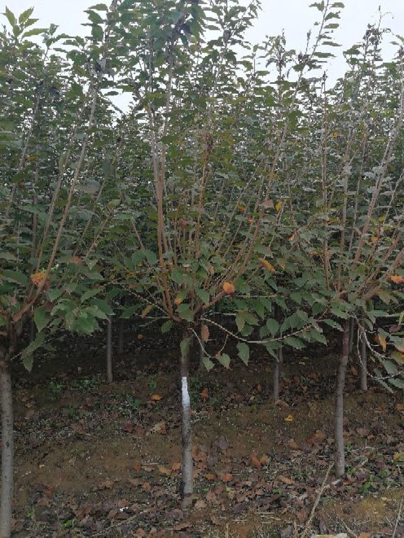 樱花树