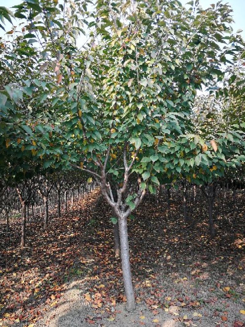 樱花树