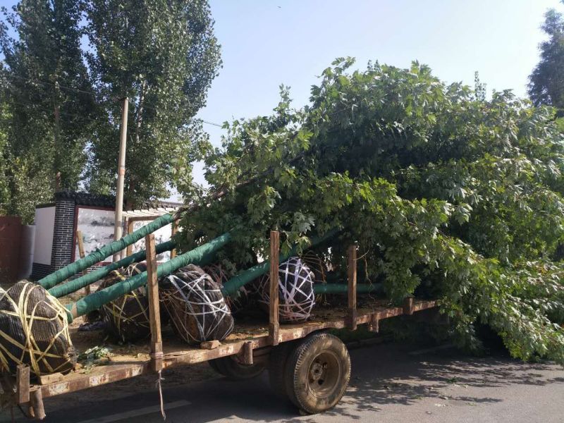 美国红枫10cm以下