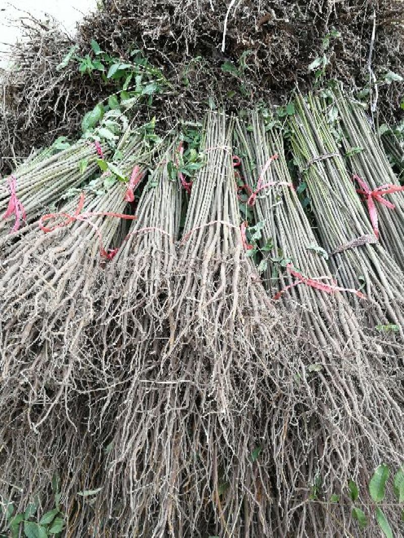 红油香椿苗大棚80cm以上