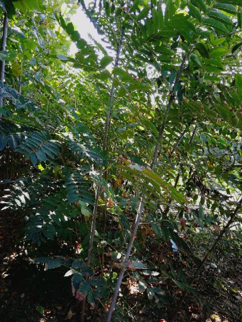 红油香椿苗大棚80cm以上