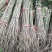 红油香椿苗大棚80cm以上