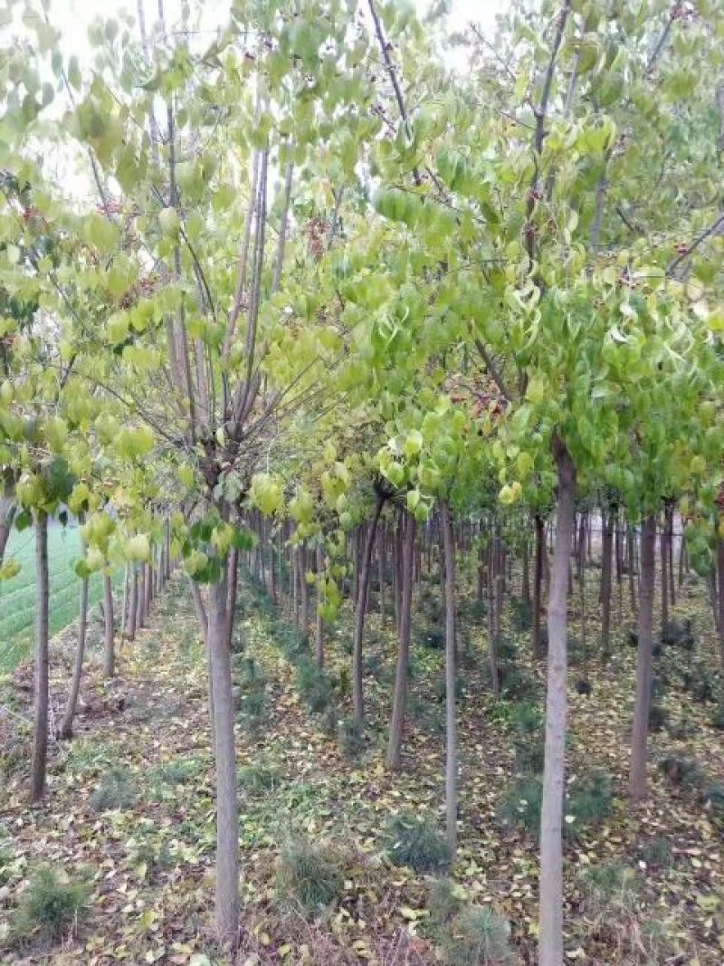 丝绵木201~230cm