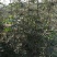花椒苗1~2年