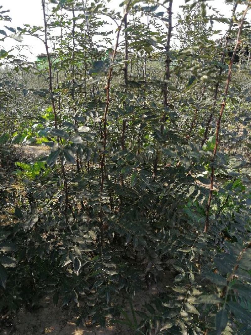 花椒苗1~2年