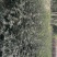 花椒苗1~2年