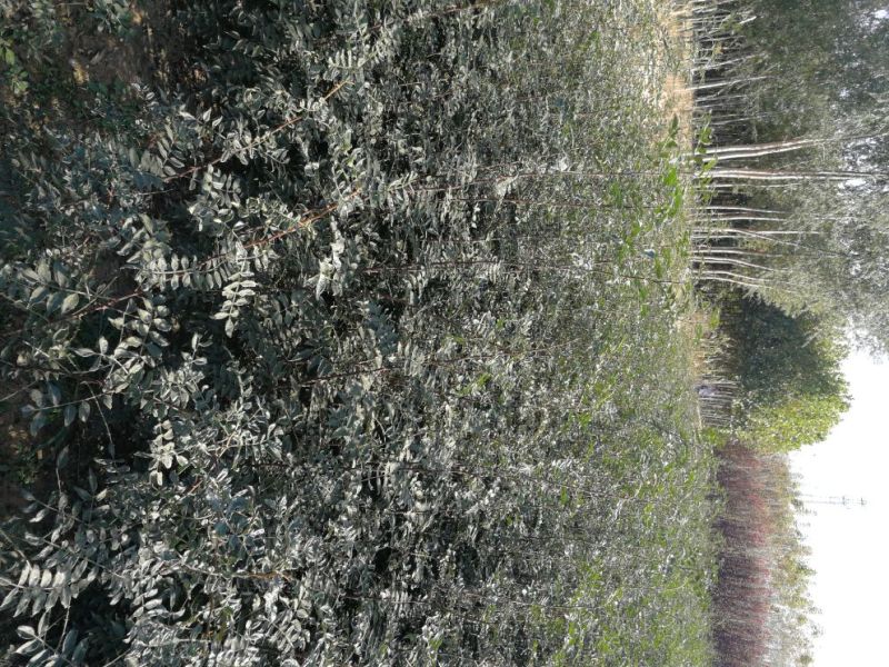 花椒苗1~2年