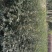 花椒苗1~2年