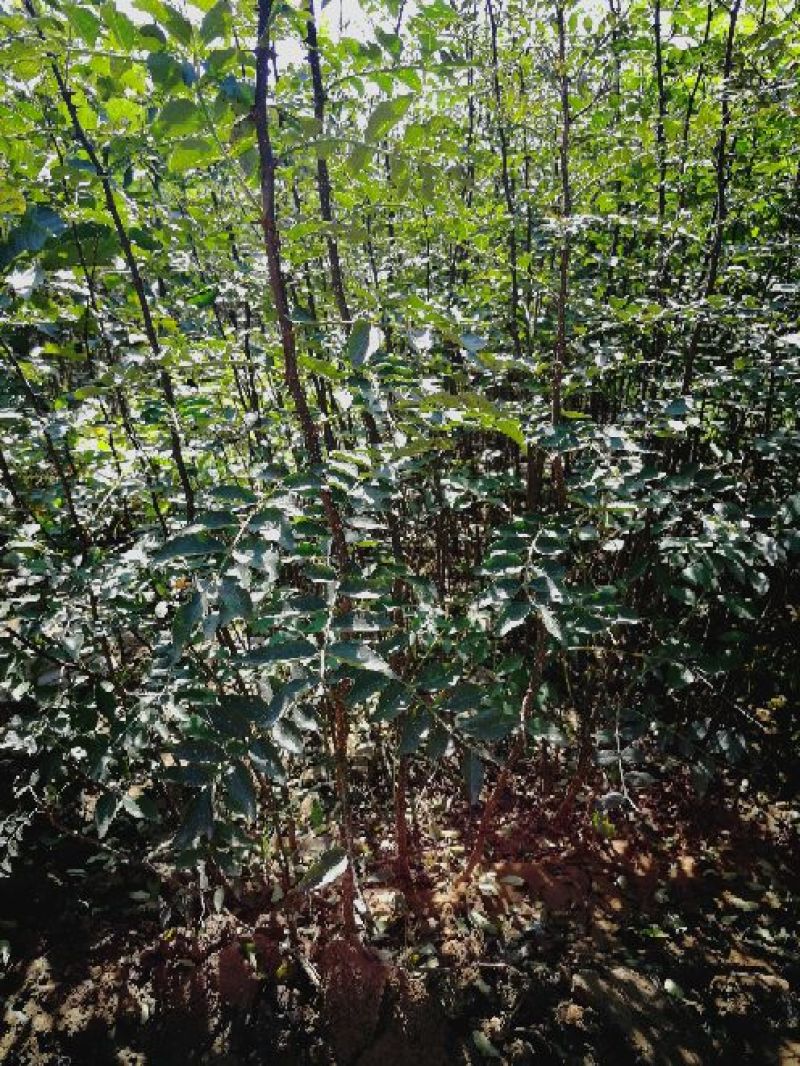 花椒苗1~2年