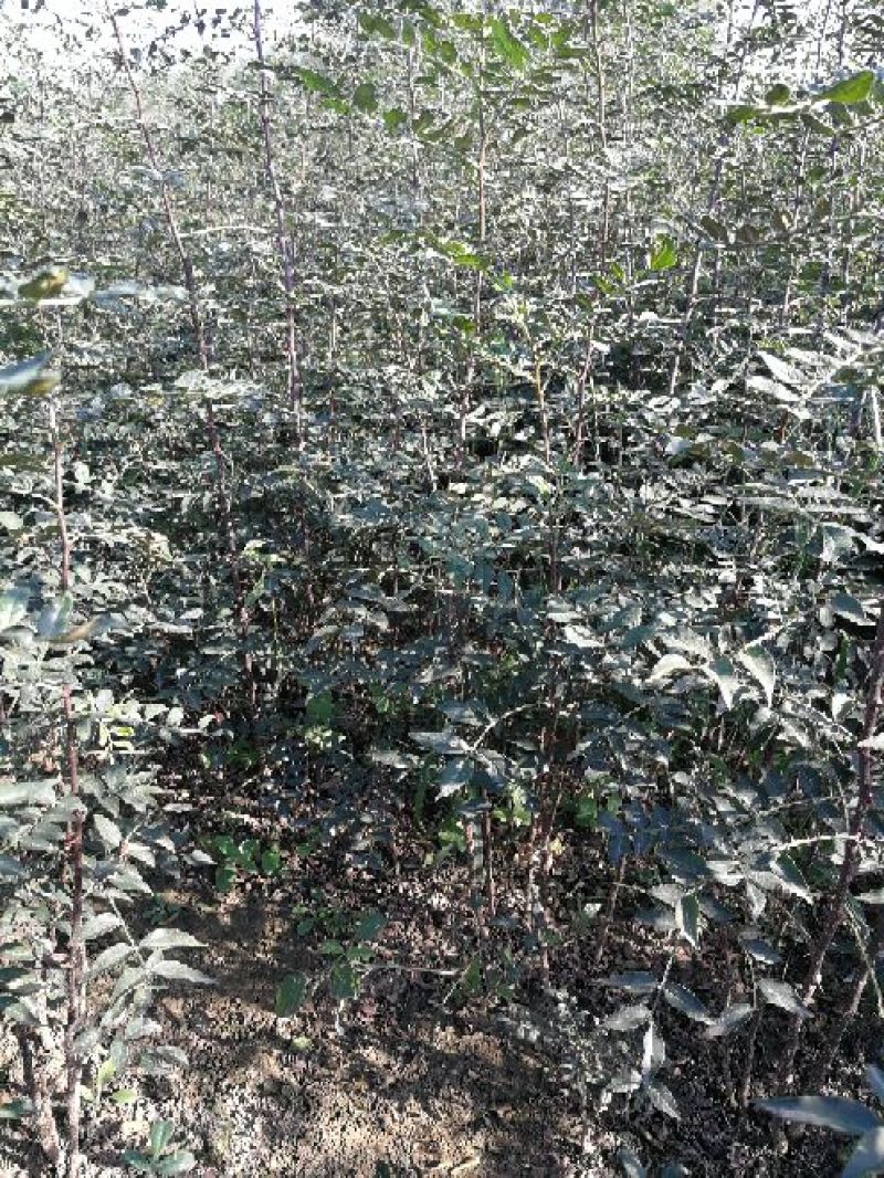 花椒苗1~2年