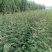 花椒苗1~2年