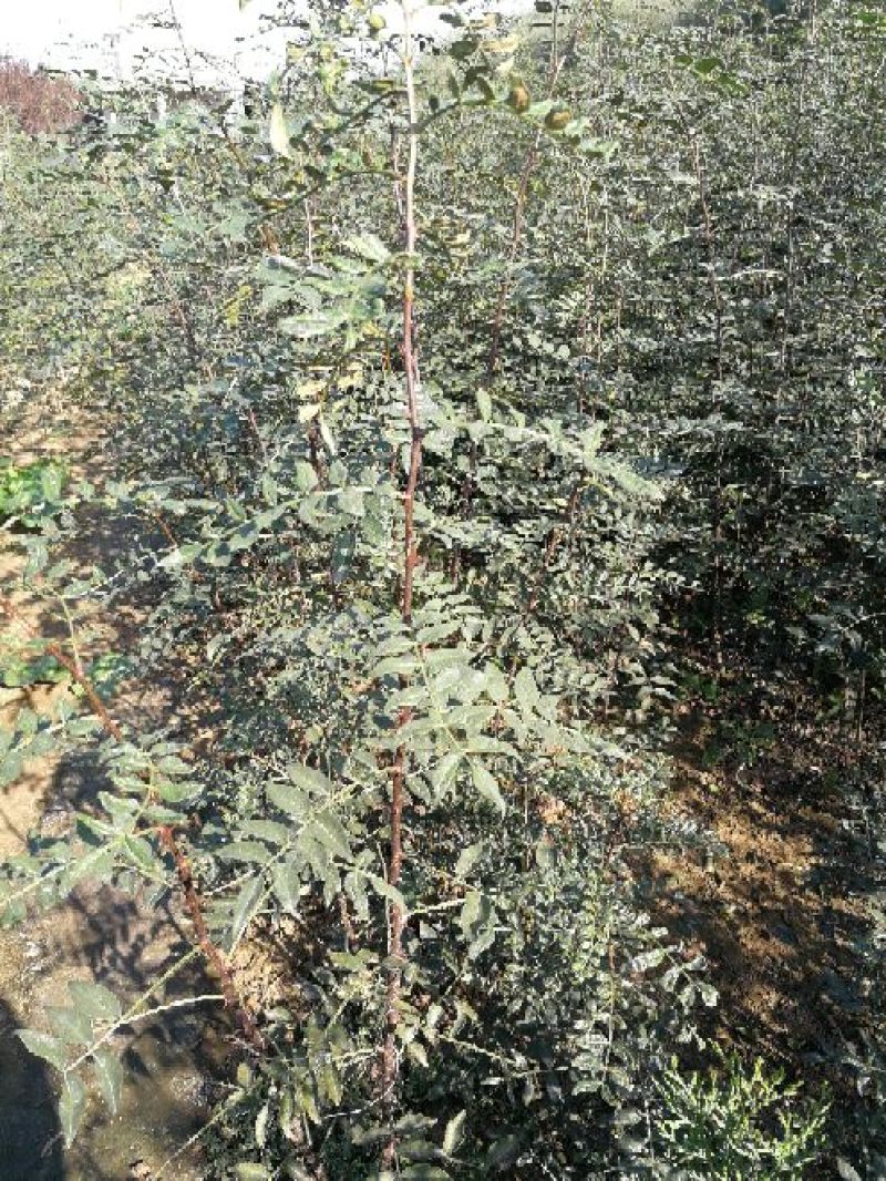花椒苗1~2年