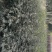 花椒苗1~2年