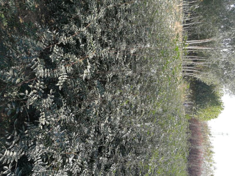 花椒苗1~2年