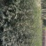 花椒苗1~2年