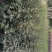 花椒苗1~2年