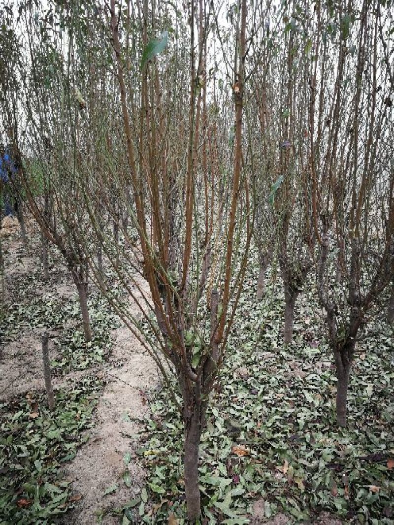 照手桃树