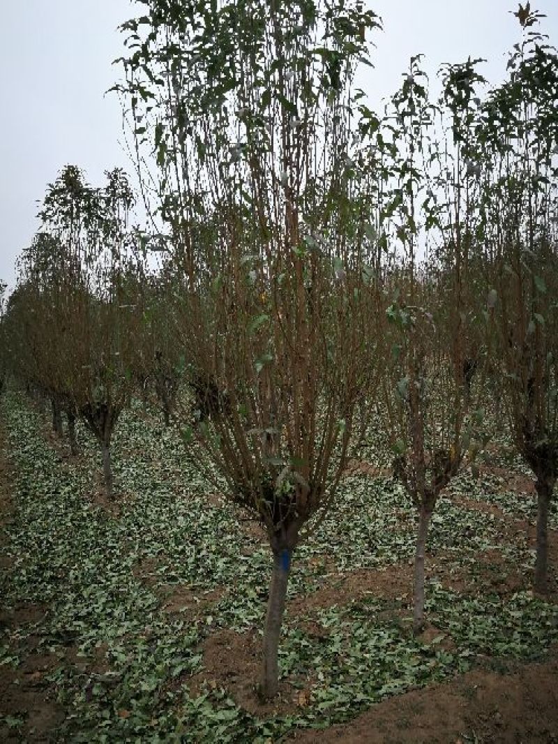 照手桃树