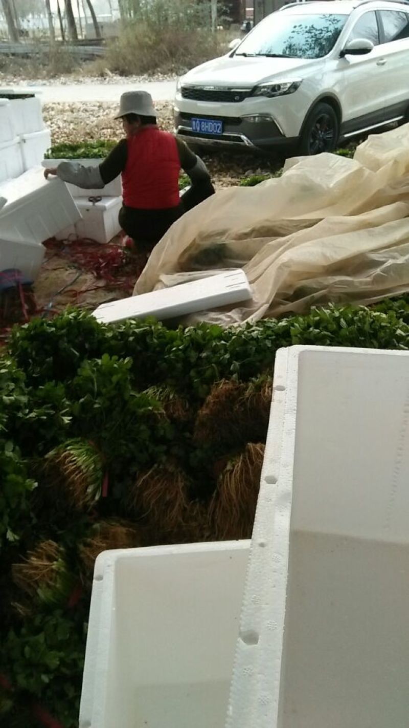 大叶香菜20~30厘米，产地直供，欢迎新老客户光临……