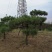 造型松12公分