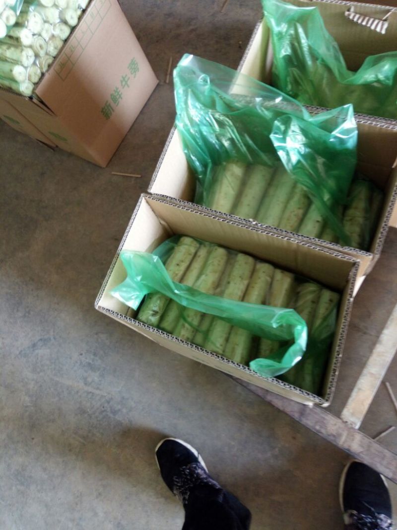牛蒡茶牛蒡干新鲜牛蒡
